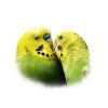 Perruches baiser oiseau design cadeau