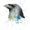 Raven