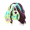 Splash Tibetan Terrier Dog