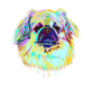 Splash Tibetan Spaniel Dog
