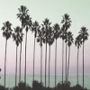 Tropical Palm Trees