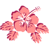 Pinke Blume Hibiscus fleur Hibiscus fleur rose