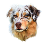 Australian Shepherd