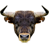 Bull's head