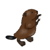 Beaver baby