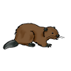 beaver
