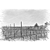 Grapevines in Baden