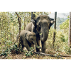 Elefant