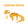 Gecko Anatomy
