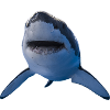Great white shark