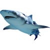 shark