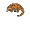 Pangolin