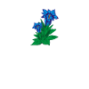 Enzian Bergblume Blume