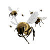 essaim d'abeilles