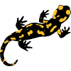 FIRE SALAMANDER SOLO