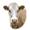 Cow. Vache.