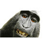 Piero monkey