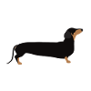 Daschund / Sausage Dog