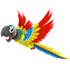parrot