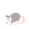possum