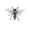 Wasp Whisperer