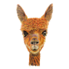 alpaca 1907354
