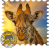 Giraffe in Kenya