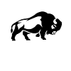 bison buffalo
