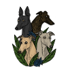 Greyhounds