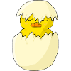 chick