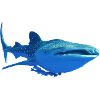 whale shark4k