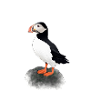 Atlantic puffin