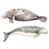 Sea cows: manatee and dugong
