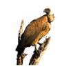 vulture