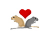 Gerbil Love - Gerbilles - Gerbilles - Souris