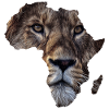 Afrika Löwe