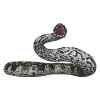 Idol snake, boa constrictor, snake