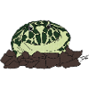Horned frog