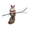squirrel - squirrel