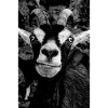 Funny goat black white photography