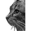 chat chatte
