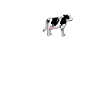 vache
