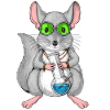 Chinchilla Smoking Weed