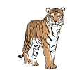 Bangladesh - Bangladesh - Tiger