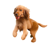 Cocker spaniel