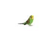 L'amour des oiseaux perruche Heartbeat