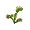 Carnivorous Plants Venus Flytrap