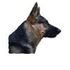 Shepherd Shepherd German Shepherd Dogs
