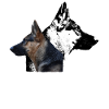 Duitse herder hond hoofd honden walker hond