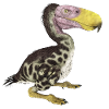 Ptak grozy Kelenken